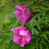 Марьин корень. :: nadyasilyuk Вознюк