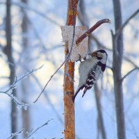 Малый дятел :: Татьяна Лютаева