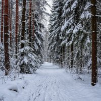 февраль. конец зимы. :: Mila 