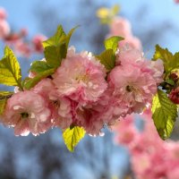 Скоро весна :: Оксана Новик 