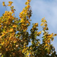 ОСЕННИЙ КЛЕН НА ФОНЕ ГОЛУБОГО НЕБА... :: Валентина 