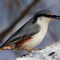 Поползень :: Лина Поползень :: Лина
