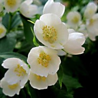 Когда придет весна... :: Елена Семигина