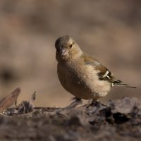 Самка зяблика :: Игорь Шевченко