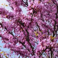 Природа Крыма :: Amazing Cosmea