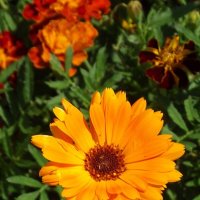 Календула :: Freddy 97