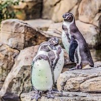 пигвины :: Аркадий Лаптенко пигвины :: Аркадий Лаптенко