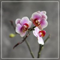 Моя коллекция орхидей :: Irene Irene