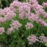 цветы :: МАРИЯ ПОПОВА