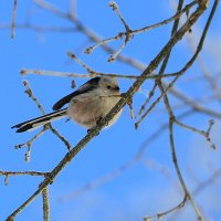 Ополовник или малая длиннохвостая  синица :: Ninell Nikitina