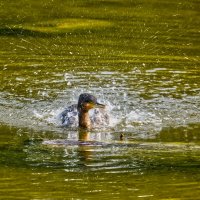 Баклан :: Jakob Dick Баклан :: Jakob Dick