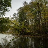 У упавших деревьев... :: Николай Гирш У упавших деревьев... :: Николай Гирш