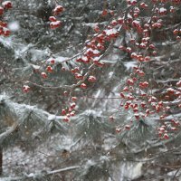 Февральские яблочки :: Татьяна Машошина