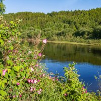 Лето на таежной реке Ухта (Республика Коми). Река, где была найдена первая нефть в России :: Николай Зиновьев
