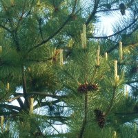 Натуральные свечи на сосне :: Татьяна Р 