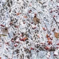 Утренний калейдоскоп февраля :: Валентин Котляров
