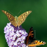 бабочка яркая красивая Aдмирал, Перламутровка.. :: "The Natural World" Александер