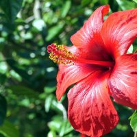 ... :: "The Natural World" Александер