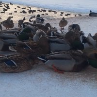 Утки :: Сапсан 