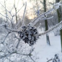 Изморозь :: Сапсан 