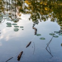 Кувшинки :: **** vedin