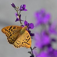 залётная :: Aleksandr .