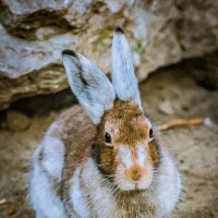заяц беляк :: Аркадий Лаптенко