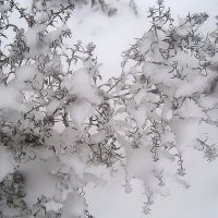 Зимнее :: Елена Семигина Зимнее :: Елена Семигина