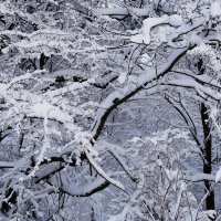 Зимние кружева :: Рита Симонова