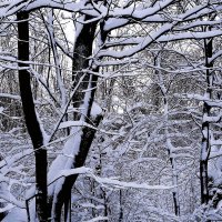 Зимние кружева :: Рита Симонова