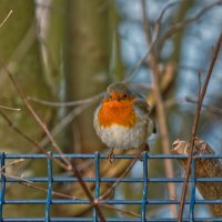 Птичка :: Jakob Dick