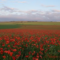 Природа Крыма :: Amazing Cosmea