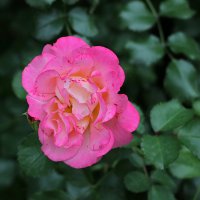 Сентябрьская :: Светлана 