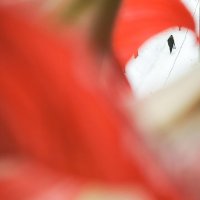 * :: Сергей Полянский