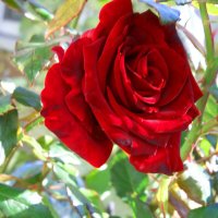 Бархатная роза :: Валентин Семчишин Бархатная роза :: Валентин Семчишин