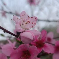 персик цветёт :: Слава Коломойцев