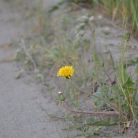 Одуванчик на обочине. :: N_WORon 