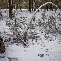 Зимний лес 3/5 :: Barguzin_45 Иваныч