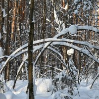 Арки зимние. :: ВикТор Быстров