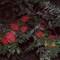 Рябина :: Дарья Шуклина