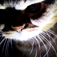 Ууу!страшно? :: светлана льдокова