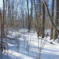 зимние пейзажи :: ИННА ПОРОХОВА