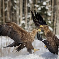 Орланы :: Sergey38 Орланы :: Sergey38