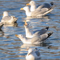 Чайки-хохотуньи посередине кадра :: Дарья Меркулова Чайки-хохотуньи посередине кадра :: Дарья Меркулова