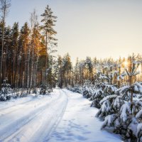 По лесной дороге :: Валерий VRN По лесной дороге :: Валерий VRN