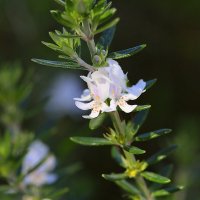 Белый. :: Оля Богданович