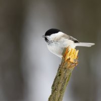 Пухляк :: Валерий Черняк