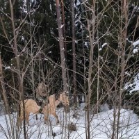 В зимнем лесу. :: Ольга 