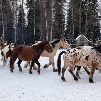Лошадки Яви Нави. :: Ольга 