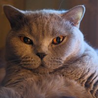 Котопортрет :: Лютый Дровосек